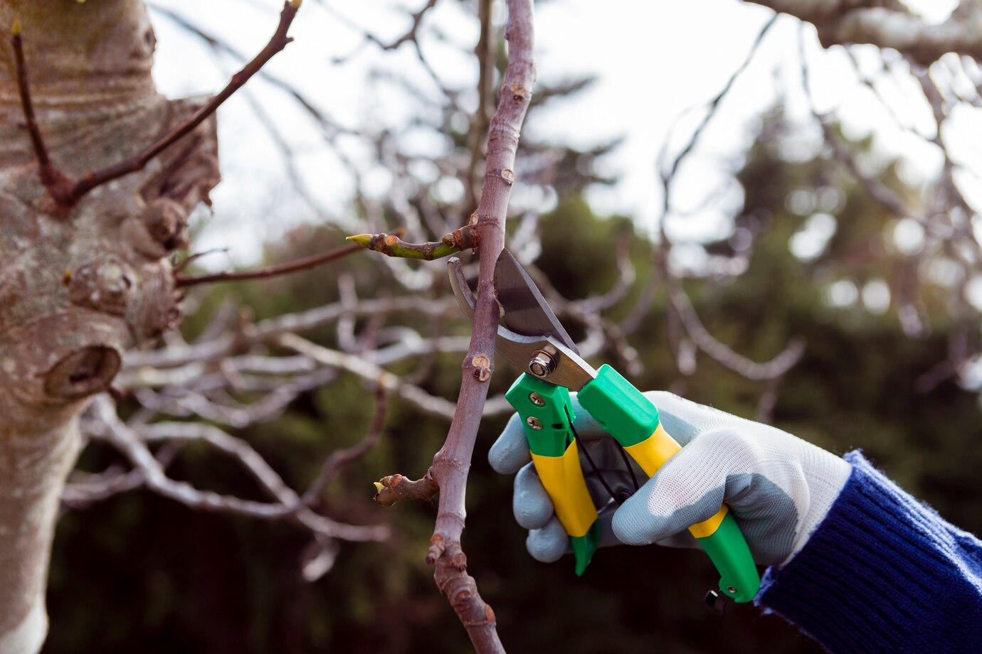 close-up-gardener-cutting-dried-branches_23-2148396750